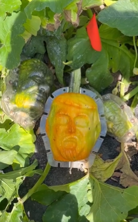 The pumpkin growing in its mould, face already formed