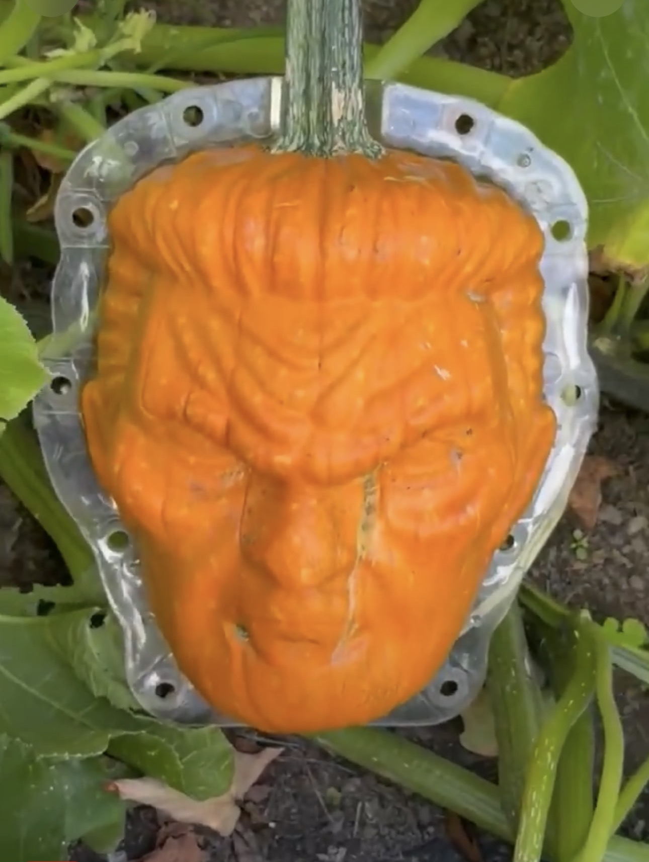 A pumpkin in a field whose natural ridges formed a face
